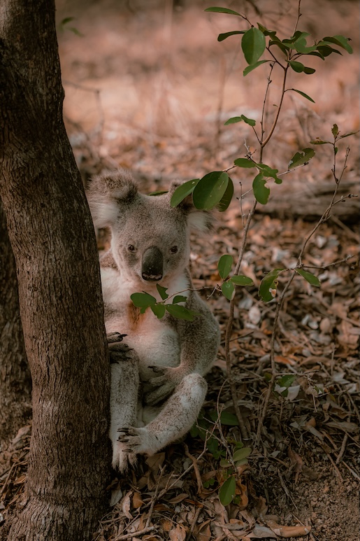 townsville australien koala auf magnetic island