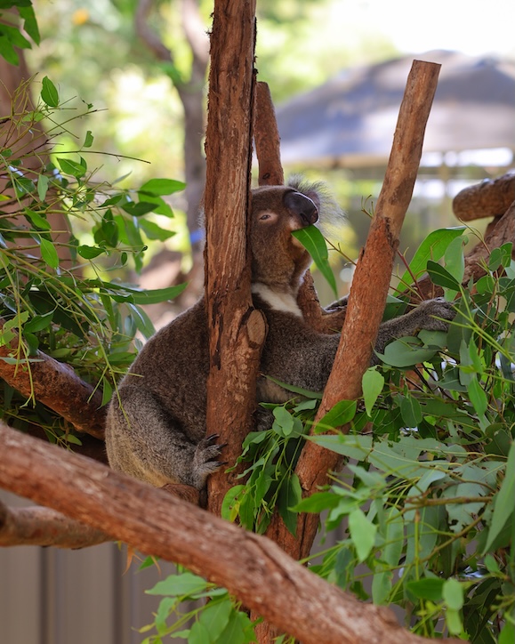 townsville australien koala beim fressen