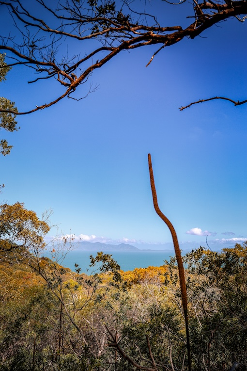 townsville australien natur auf magnetic island