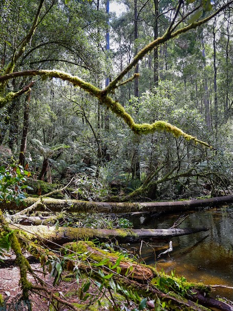 townsville australien natur im paluma range nationalpark