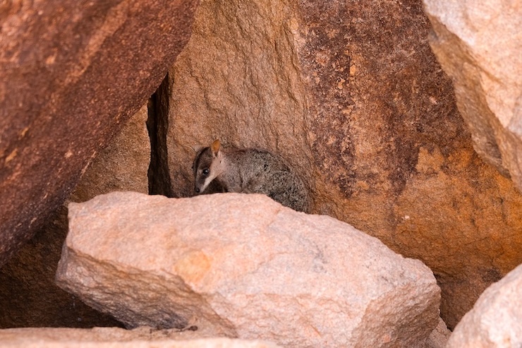 townsville australien rock wallabie auf magnetic island