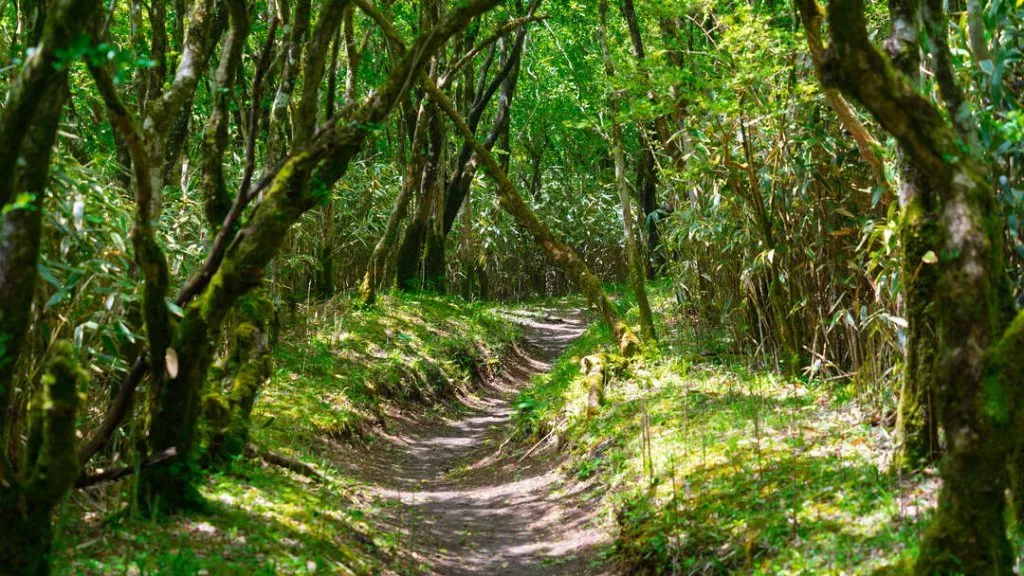 Japan Hakone Rueckweg der Wanderung Richtung Otome Pass AUssichtspunkt Japan Hakone Rueckweg der Wanderung Richtung Otome Pass AUssichtspunkt