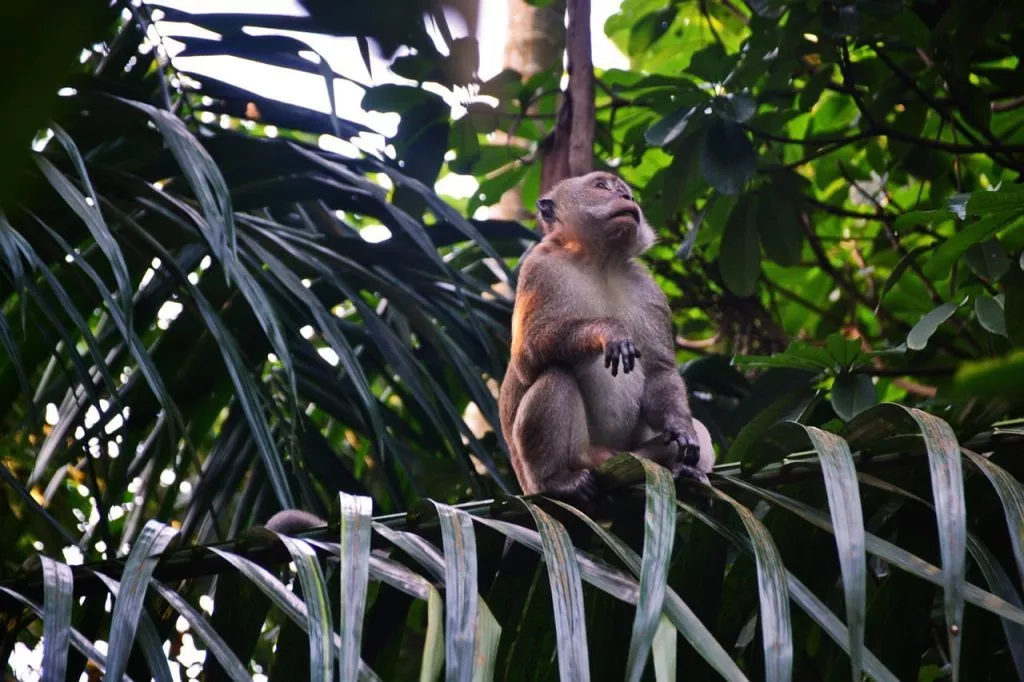 affe im dschungel von koh lanta thailand Affe im Dschungel von Koh Lanta Thailand