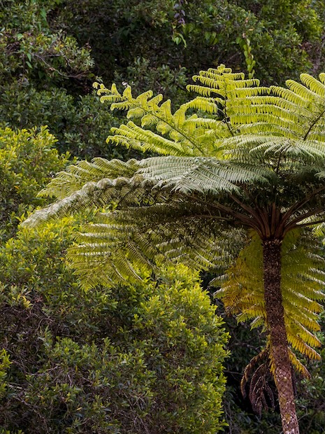 Australien Cairns Atherton Tablelands Baumfarn