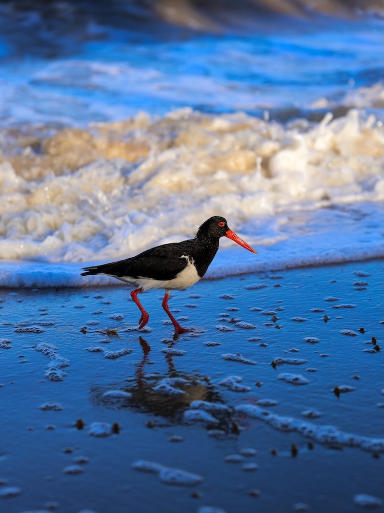 Australien Cairns Australischer Austernfischer