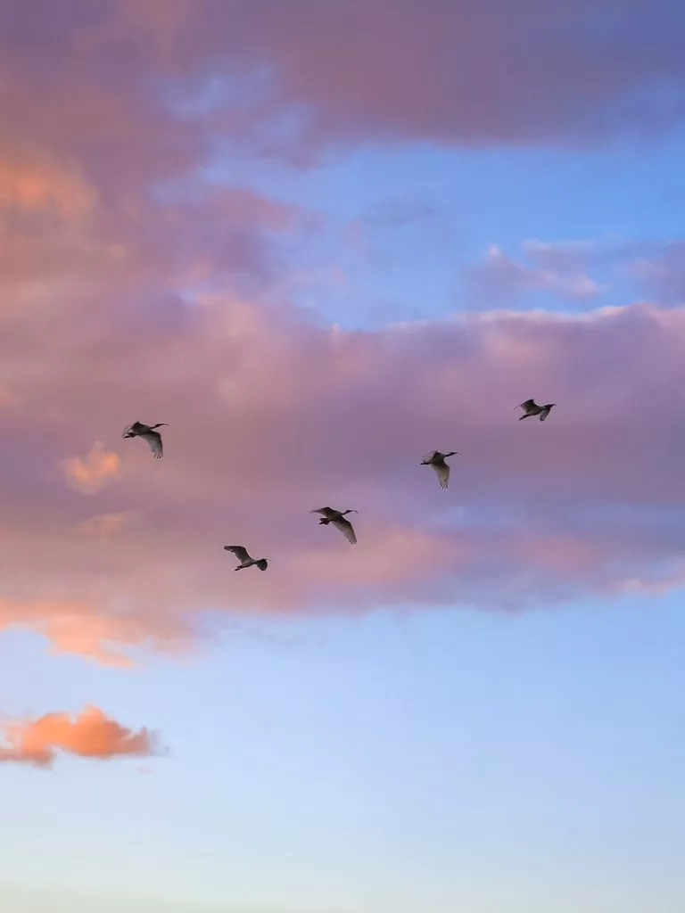 Australien Cairns Esplanade Abendstimmung