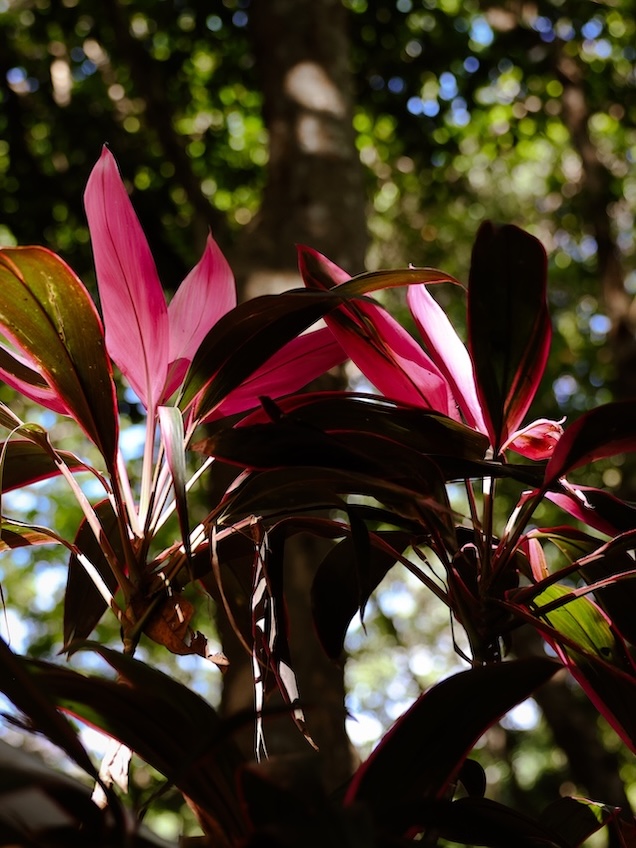 Australien Cairns Green Island Red Ti Plant