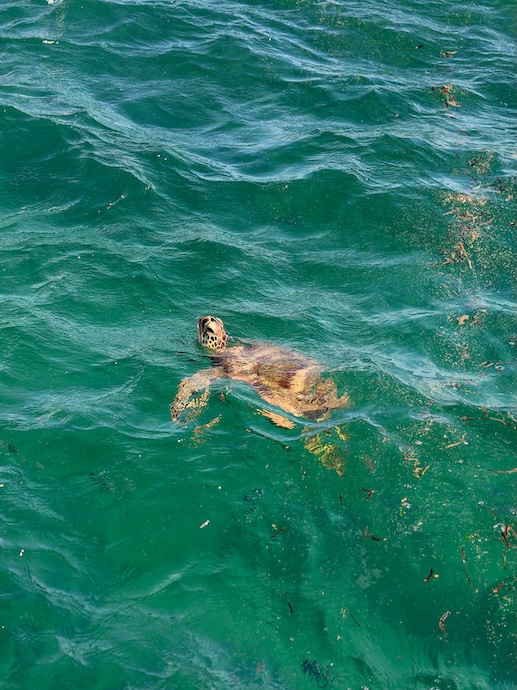 Australien Cairns Green Island Schildkröte