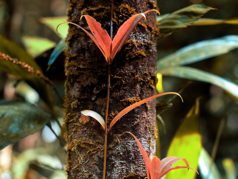 Australien Cairns Port Douglas Cape Tribulation Marrdja Boardwalk
