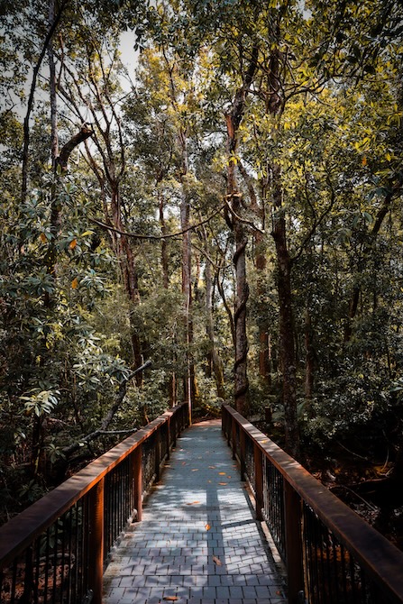Australien Cairns Port Douglas Cape Tribulation Marrdja Boardwalk