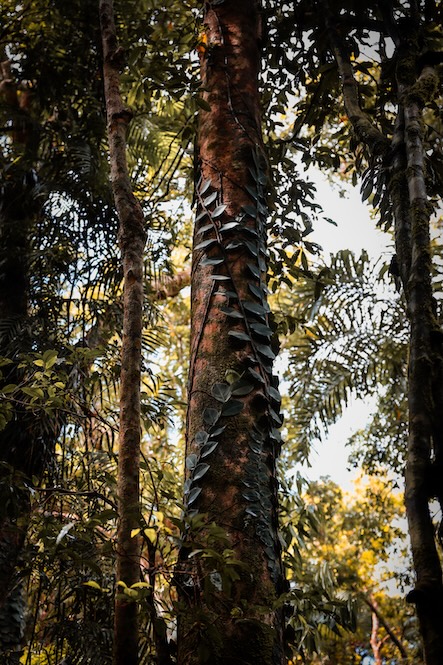 Australien Cairns Port Douglas Cape Tribulation Marrdja Boardwalk