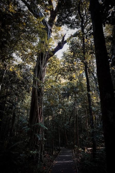 Australien Cairns Port Douglas Cape Tribulation Marrdja Boardwalk
