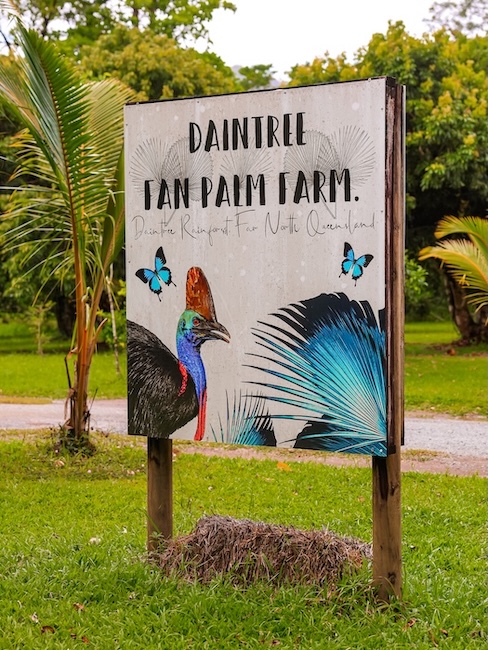 Australien Cairns Port Douglas Daintree Fan Palm Farm