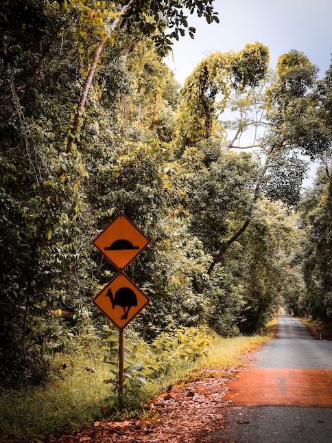 Australien Cairns Port Douglas Daintree Rainforest