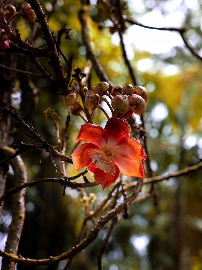 Australien Cairns Port Douglas Daintree Rainforest