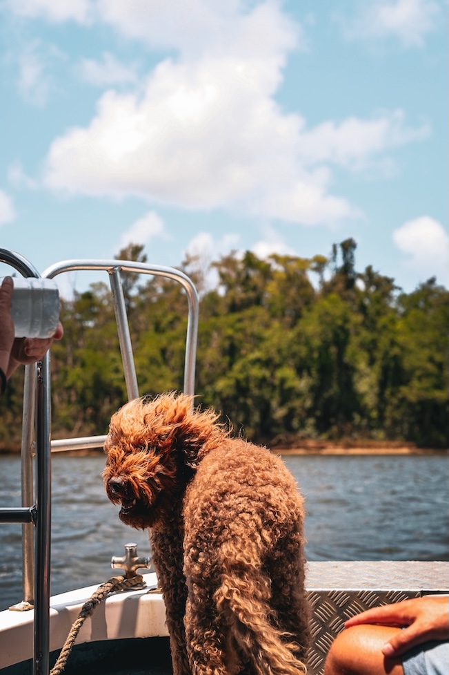 Australien Cairns Port Douglas Daintree Rainforest Bootstour