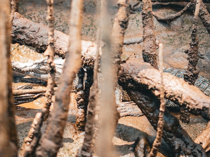 Australien Cairns Port Douglas Daintree Rainforest Krokodil