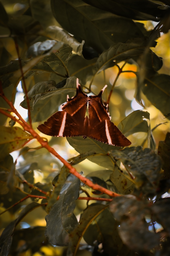 Australien Cairns Port Douglas Daintree Rainforest Nachtfalter