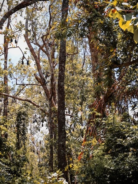 Australien Cairns Port Douglas Daintree Rainforest