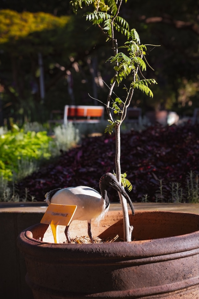 brisbane australien australibis im brisbane city botanic gardens