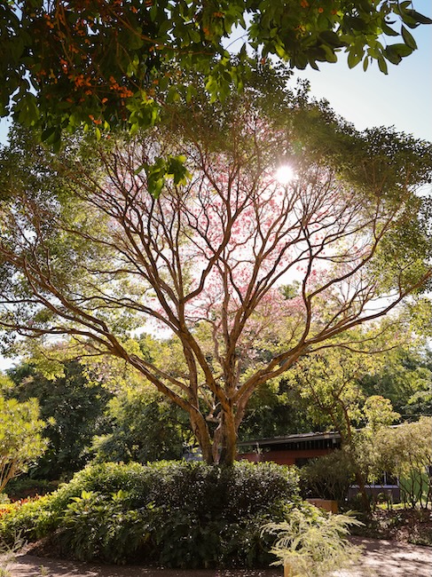 brisbane australien baum im botanic garden