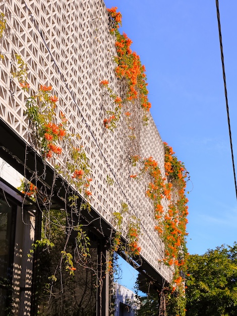 brisbane australien bepflanzte fassade im fortitude valley