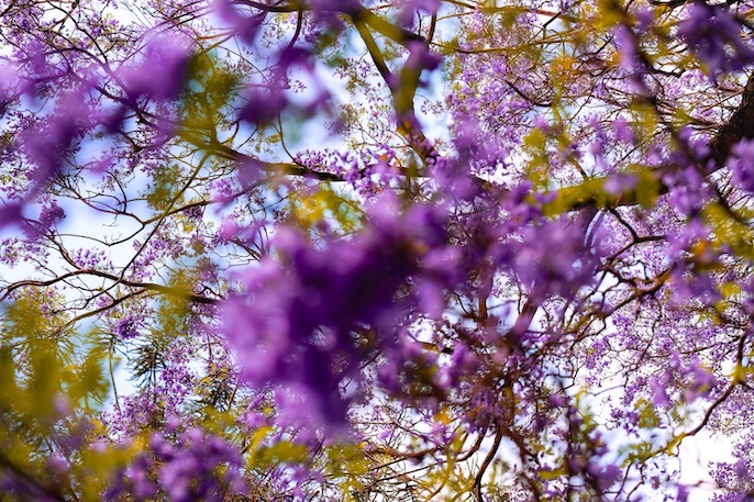 brisbane australien bluehende jacaranda baeume im brisbane city botanic gardens