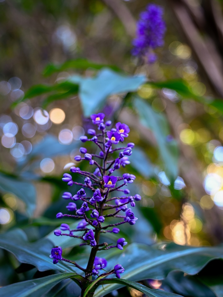 brisbane australien blumen im brisbane city botanic gardens