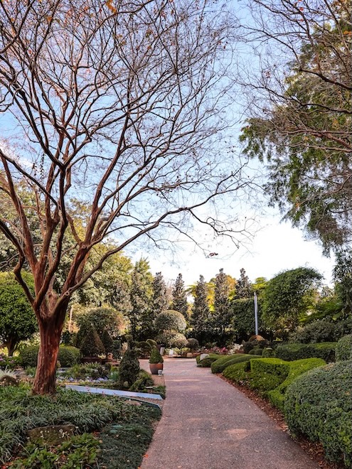 brisbane australien botanic garden im mt coot tha park
