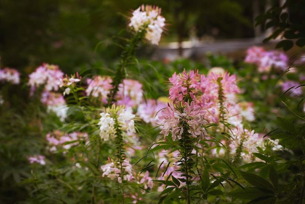brisbane australien brisbane city botanic gardens