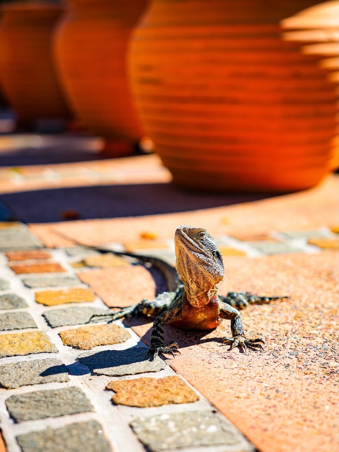 brisbane australien echse im botanischen garten