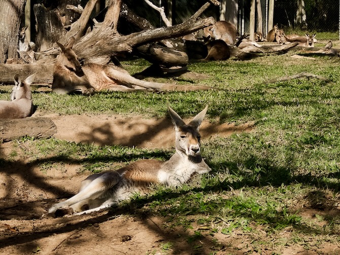 brisbane australien kaenguru im lone pine koala sanctuary