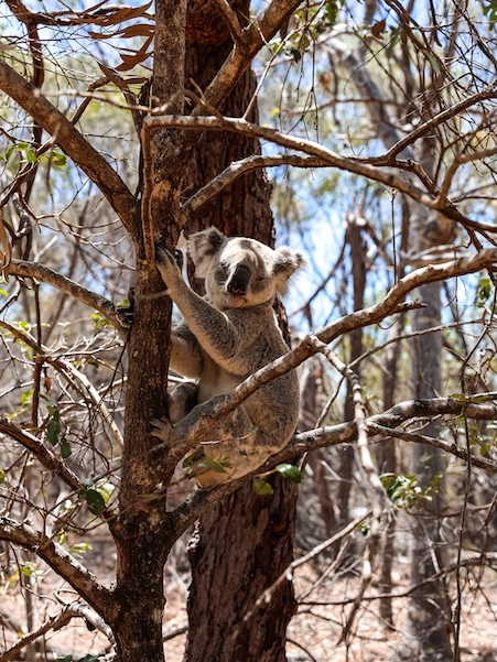 brisbane australien koala im lone pine koala sanctuary 2