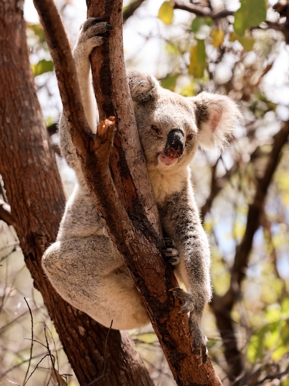 brisbane australien koala im lone pine koala sanctuary