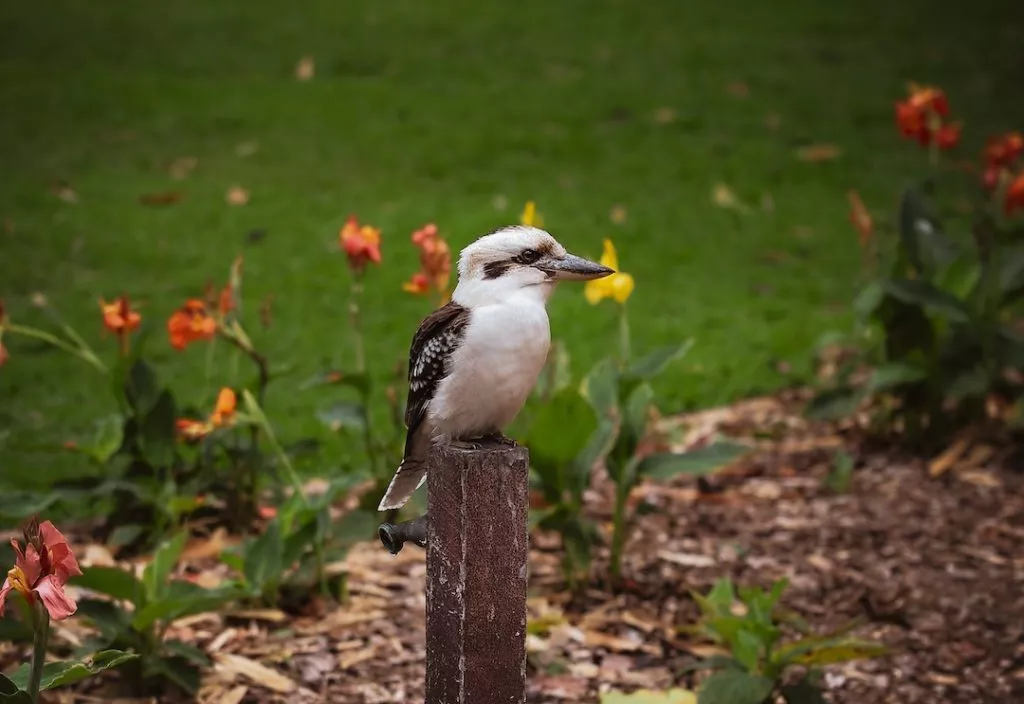 Brisbane Australien, Kookaburra im Brisbane City Botanic Gardens