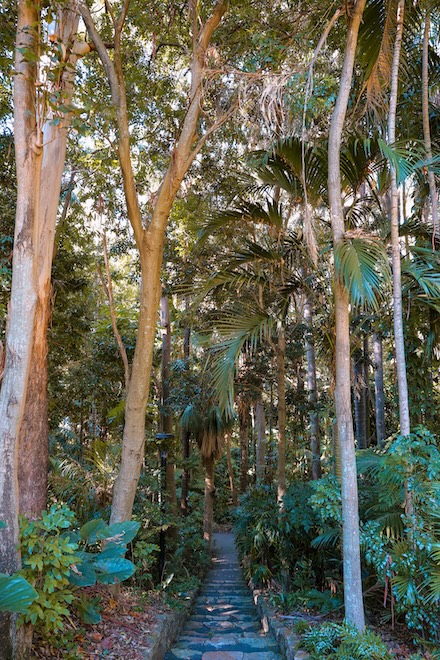 brisbane australien vegetation im brisbane city botanic gardens