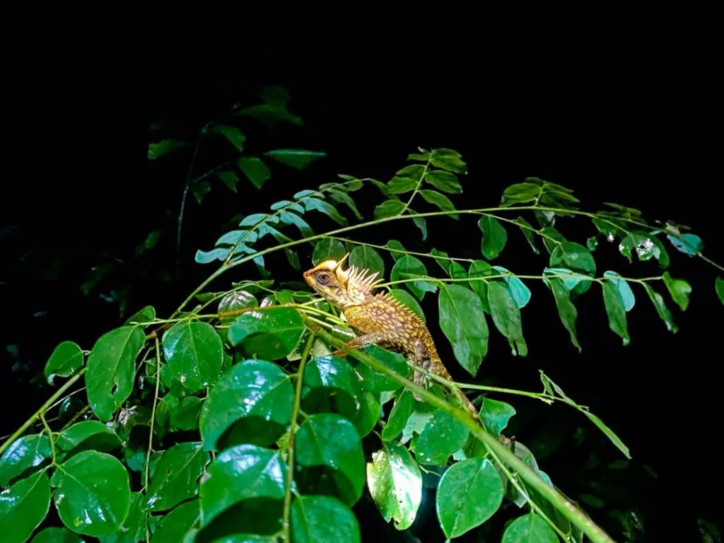 Chamäleon auf Baum im Dschungel bei Nachtsafari im Khao Sok Nationalpark