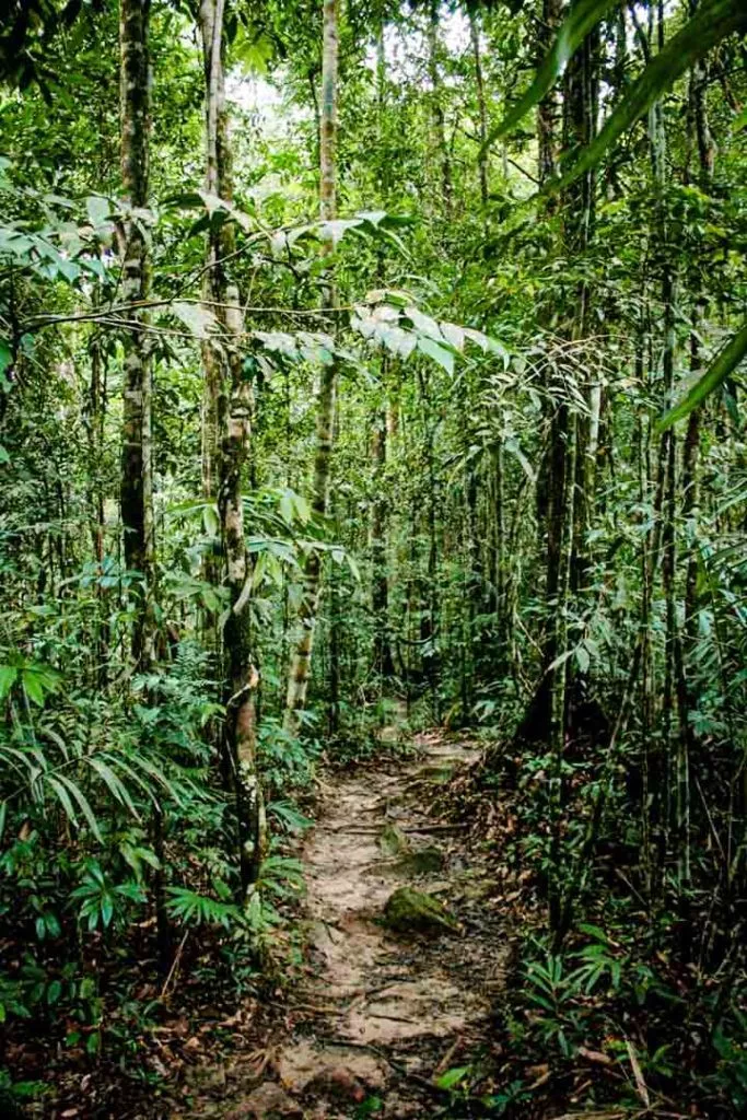dschungelpfad auf dem weg zur tham khao mai khew hoehle auf koh lanta in thailand Dschungelpfad auf dem Weg zur Tham Khao Mai Khew Höhle auf Koh Lanta in Thailand