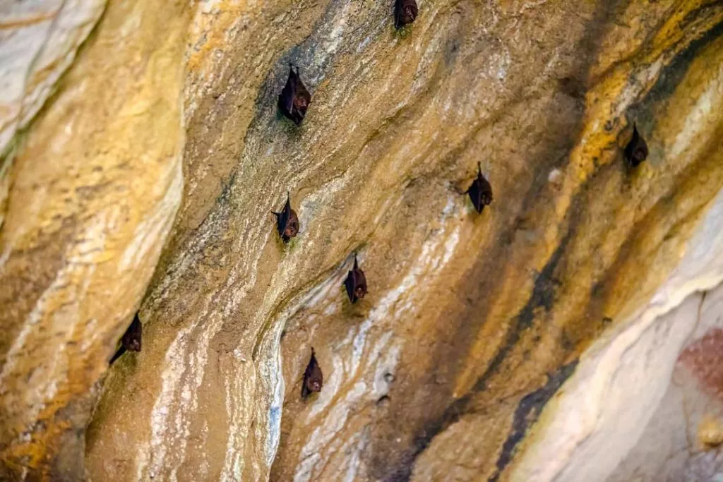 fledermaeuse haengen in der tham khao mai khew hoehle auf koh lanta in thailand Fledermäuse hängen in der Tham Khao Mai Khew Höhle auf Koh Lanta in Thailand