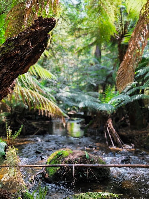 great ocean road australien erskine falls natur 2