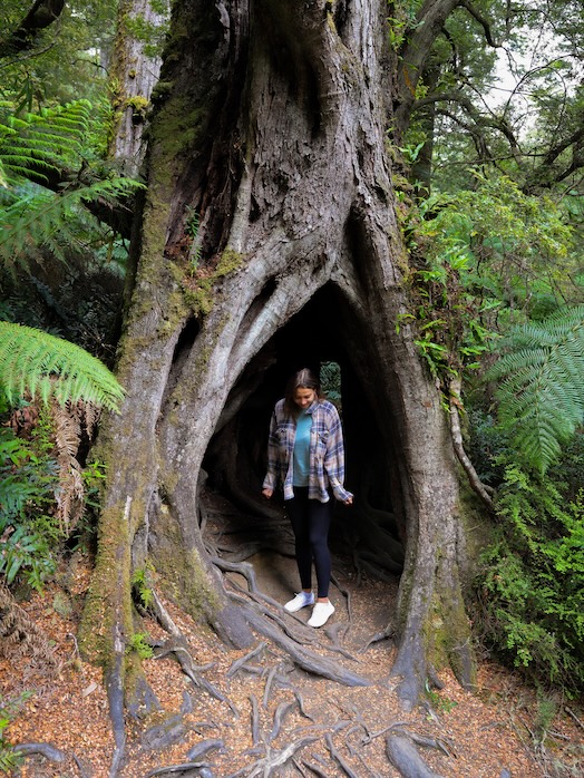 great ocean road australien isa auf dem maits rest rainforest walk