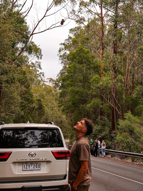 great ocean road australien koala im baum