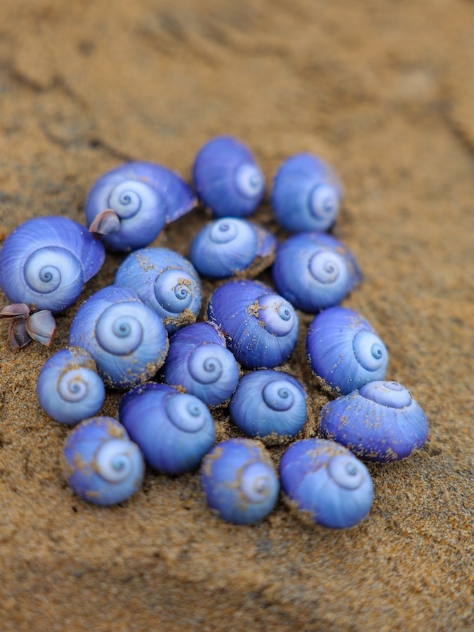 great ocean road australien lila muscheln am bells beach