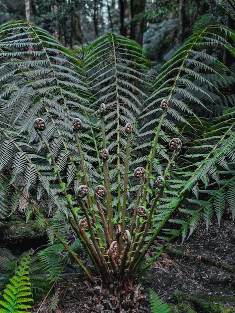 great ocean road australien rainforest 2