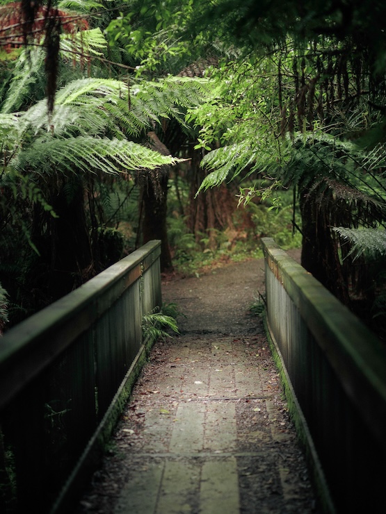 great ocean road australien weg auf dem maits rest rainforest walk