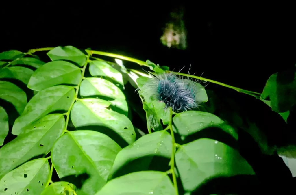 haarige Raupe im Dschungel bei Nachtsafari im Khao Sok Nationalpark