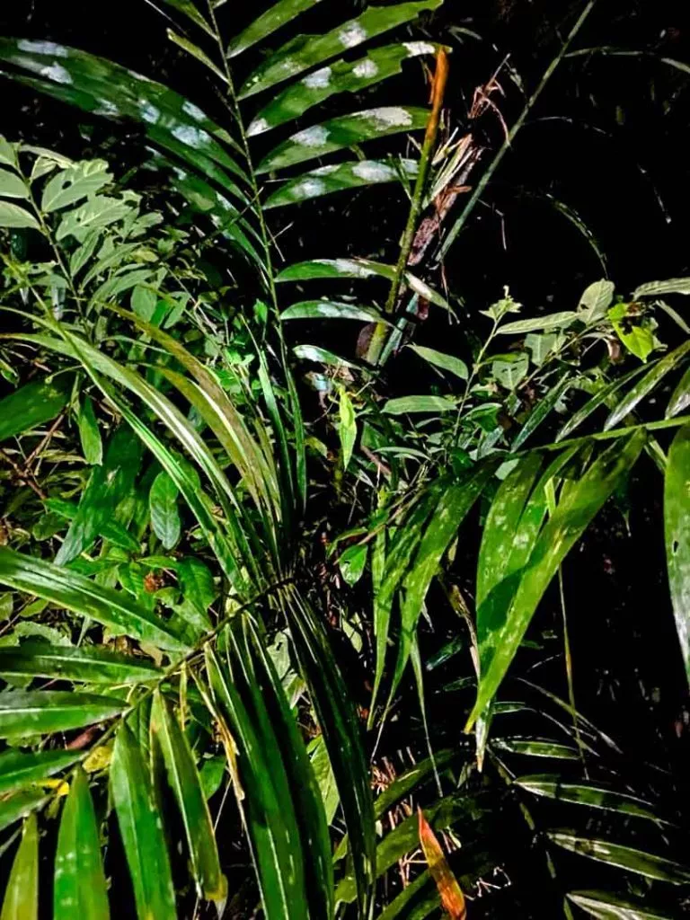 Heuschrecke im Dschungel bei Nachtsafari im Khao Sok Nationalpark
