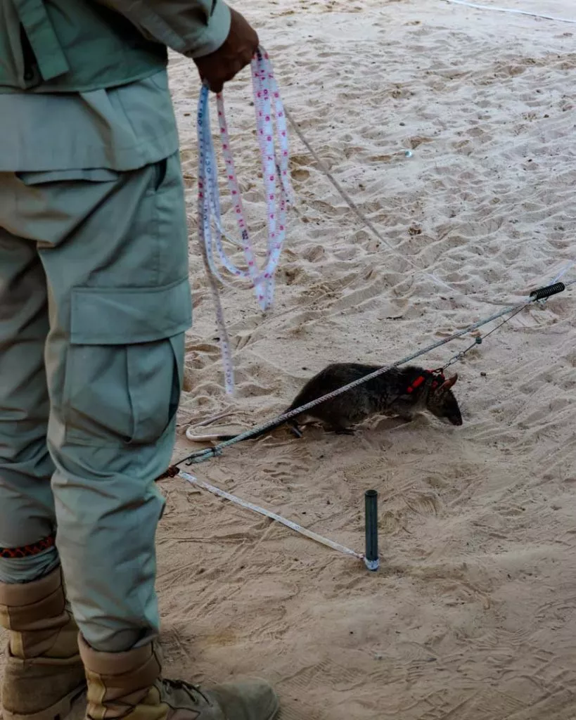 kambodscha-siem-reap-363_Ausgebildete Ratte zum Aufspüren von Landminen