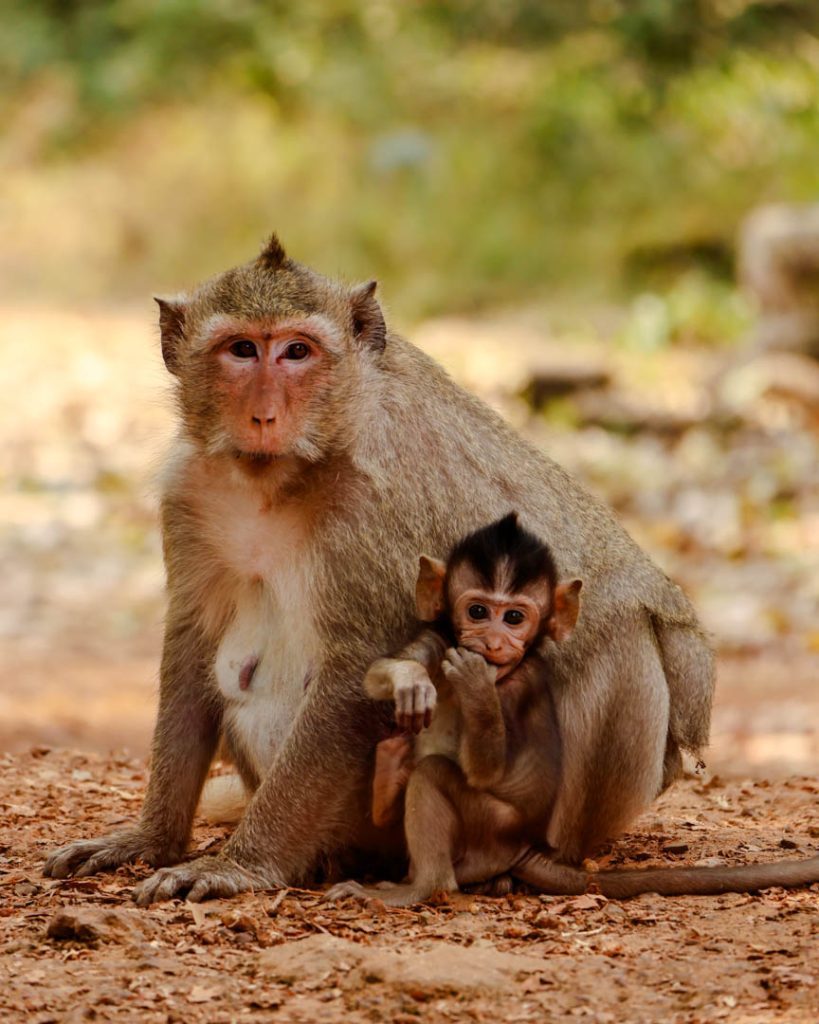 kambodscha siem reap Affen vor dem Baphuon Tempel
