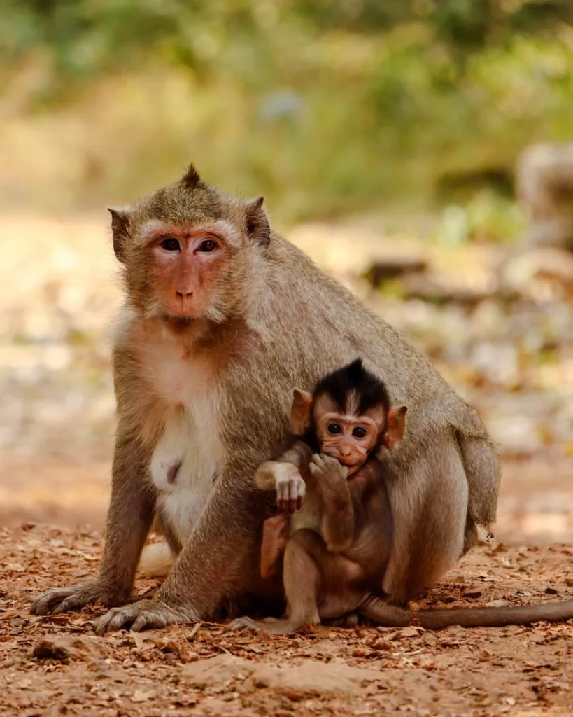 kambodscha siem reap Affen vor dem Baphuon Tempel